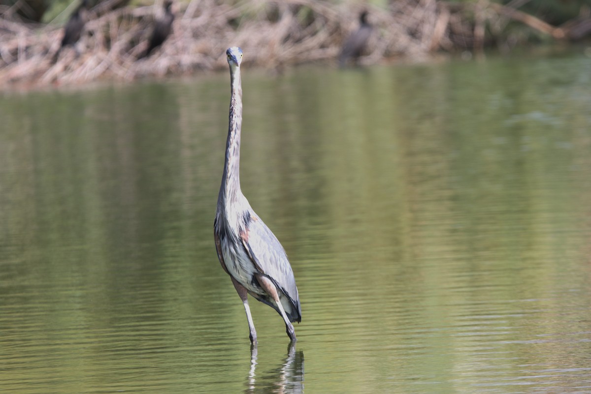 Great Blue Heron - ML625906041