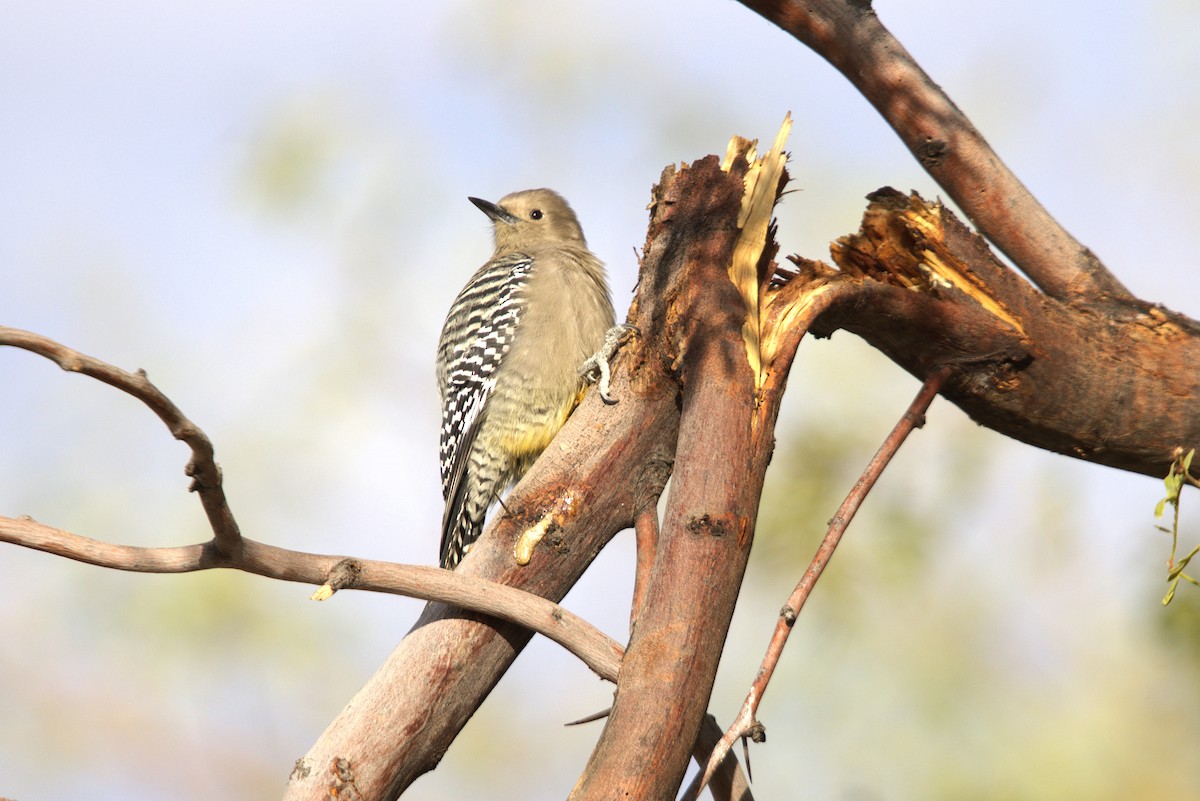 Gila Woodpecker - ML625906042