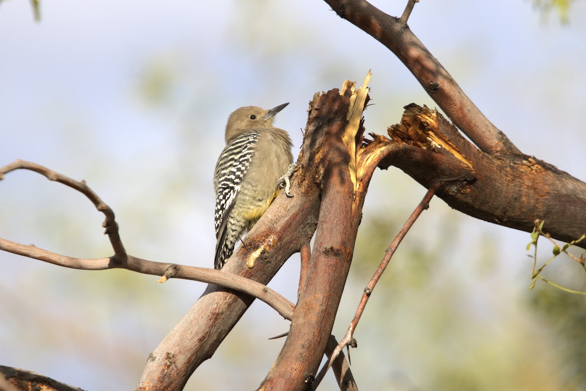 Gila Woodpecker - ML625906043