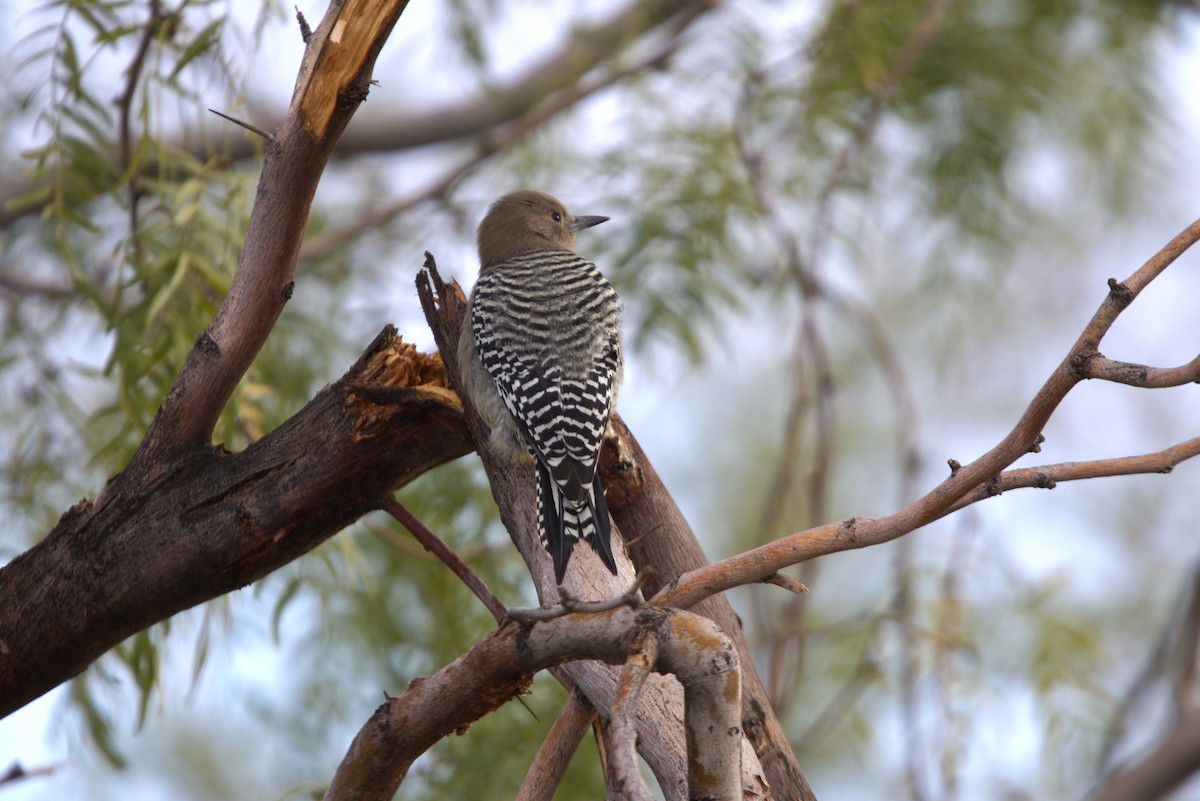 Gila Woodpecker - ML625906044