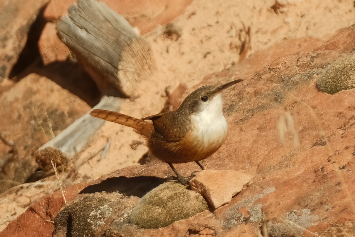 Canyon Wren - ML625906045