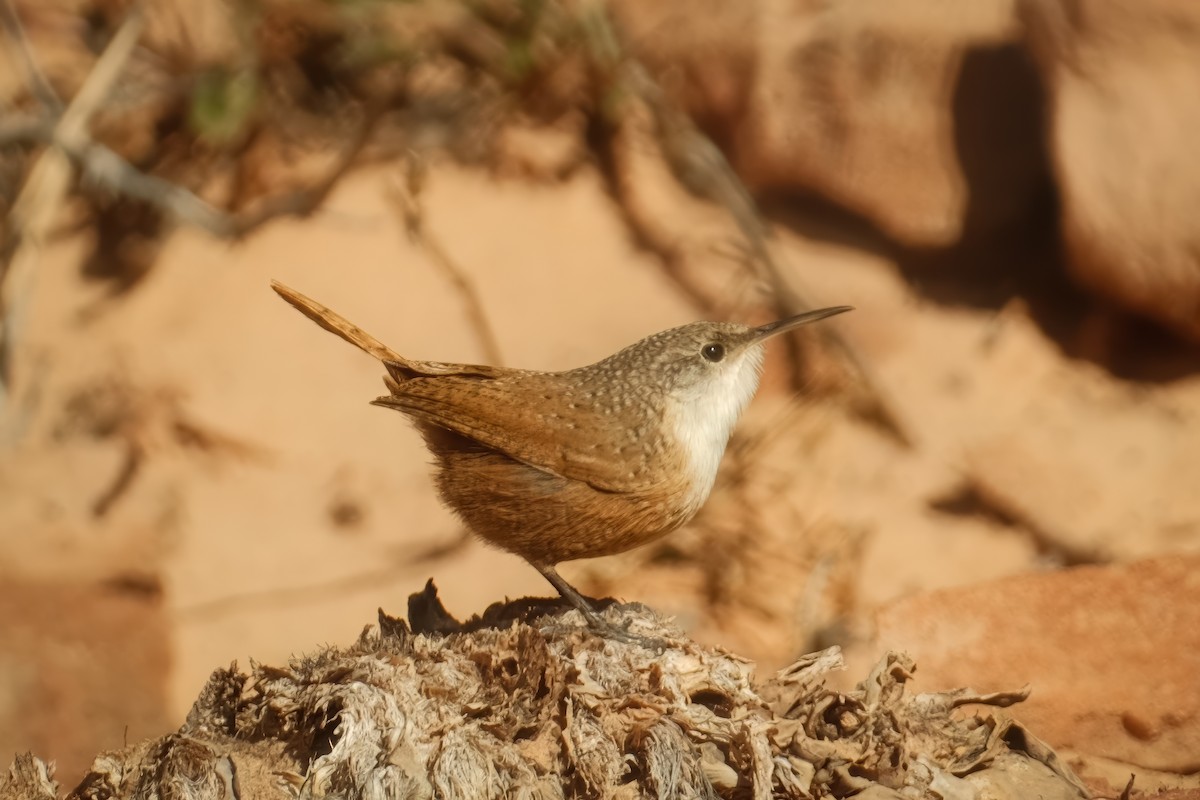 Canyon Wren - ML625906046