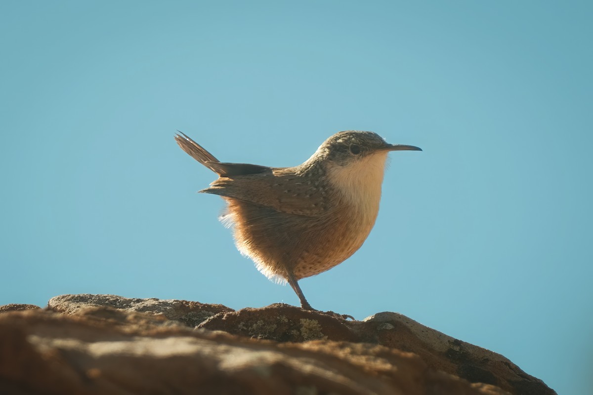 Canyon Wren - ML625906047