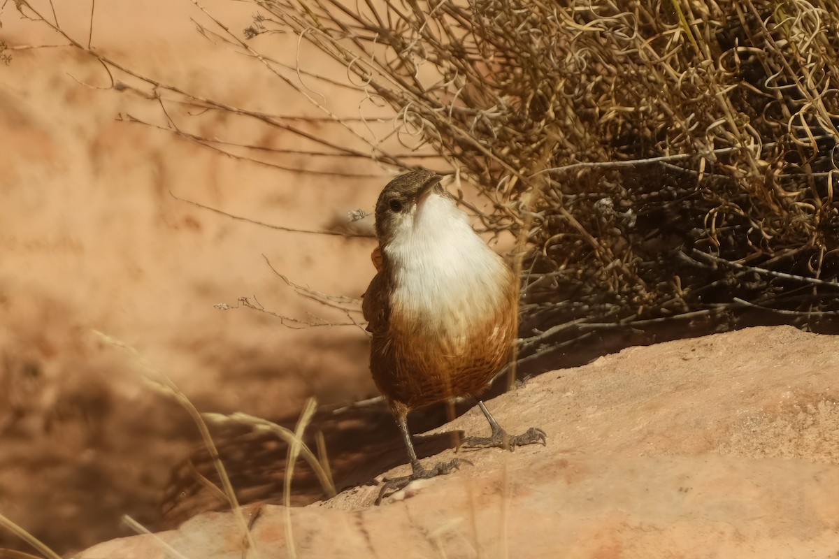 Canyon Wren - ML625906048