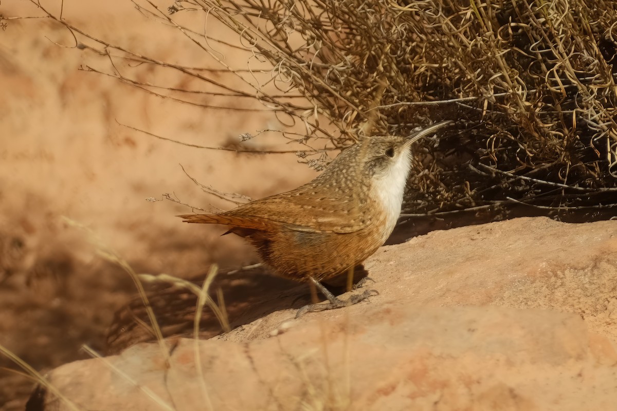 Canyon Wren - ML625906049