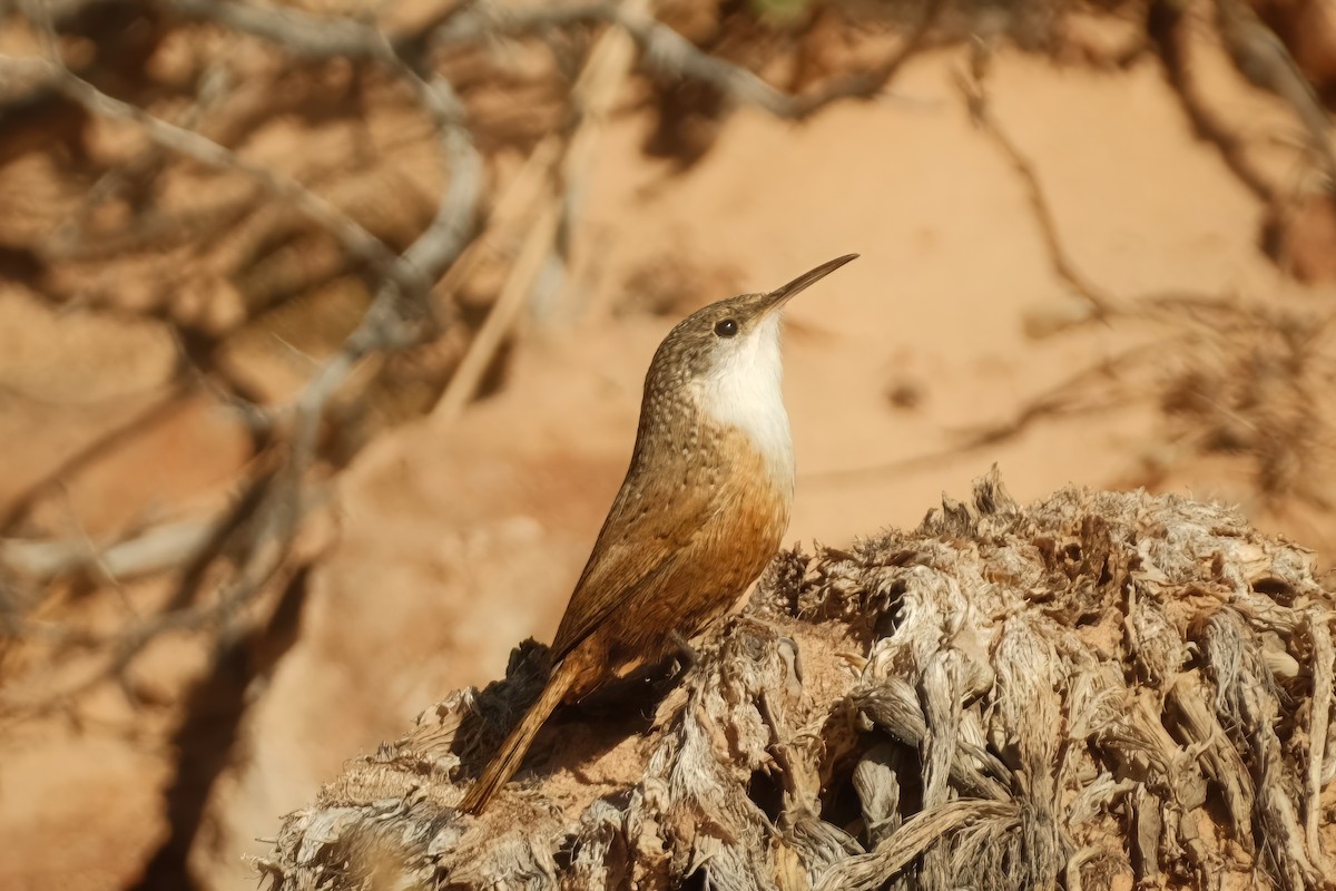 Canyon Wren - ML625906050