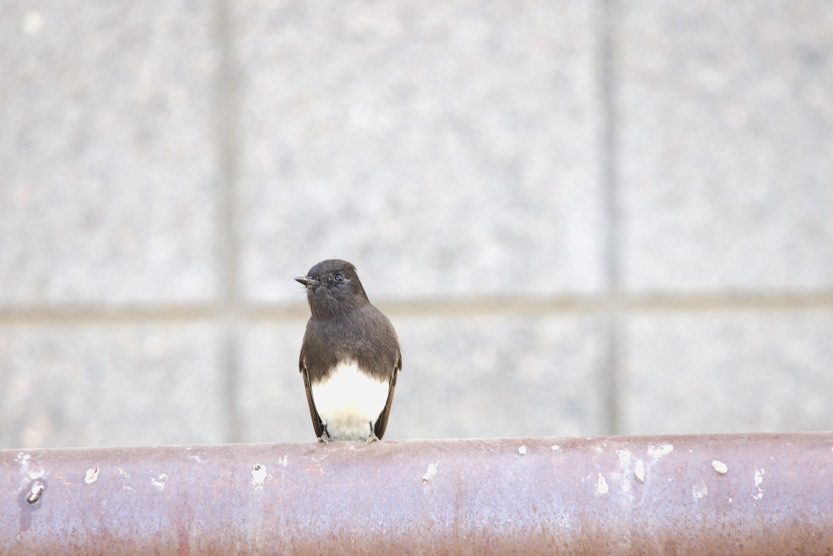 Black Phoebe - ML625906051