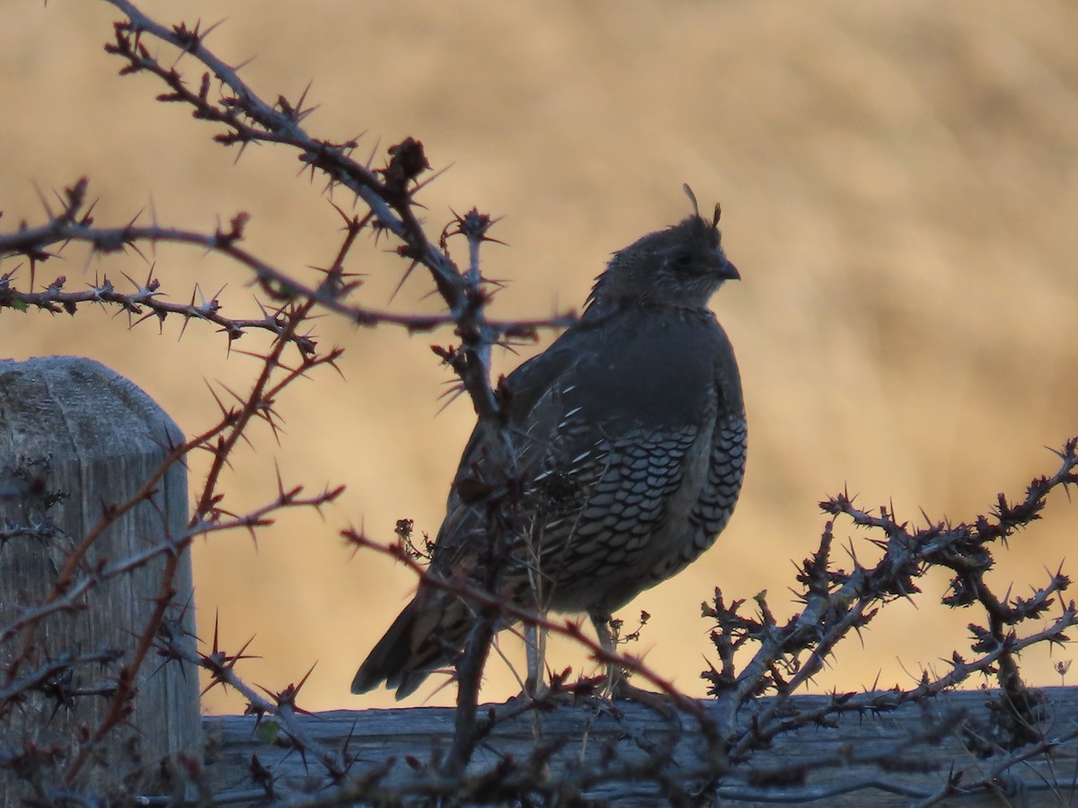 California Quail - ML625906052