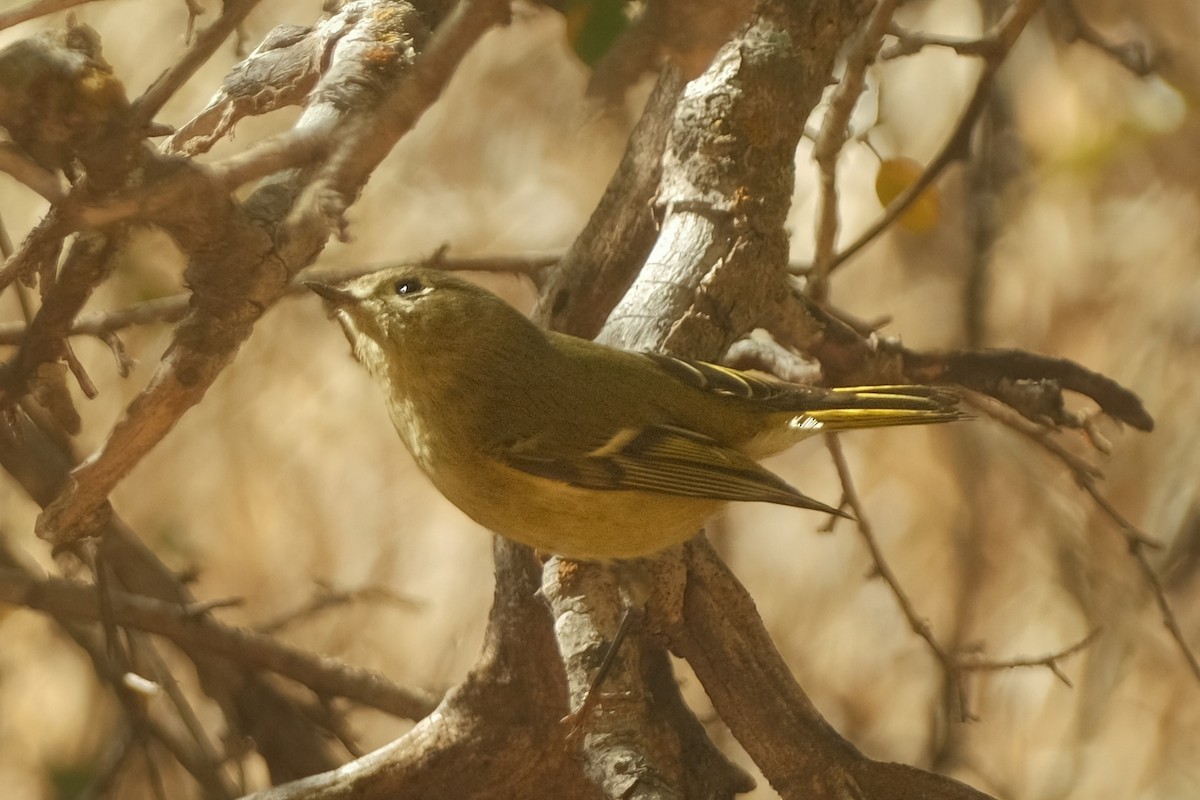 Ruby-crowned Kinglet - ML625906053