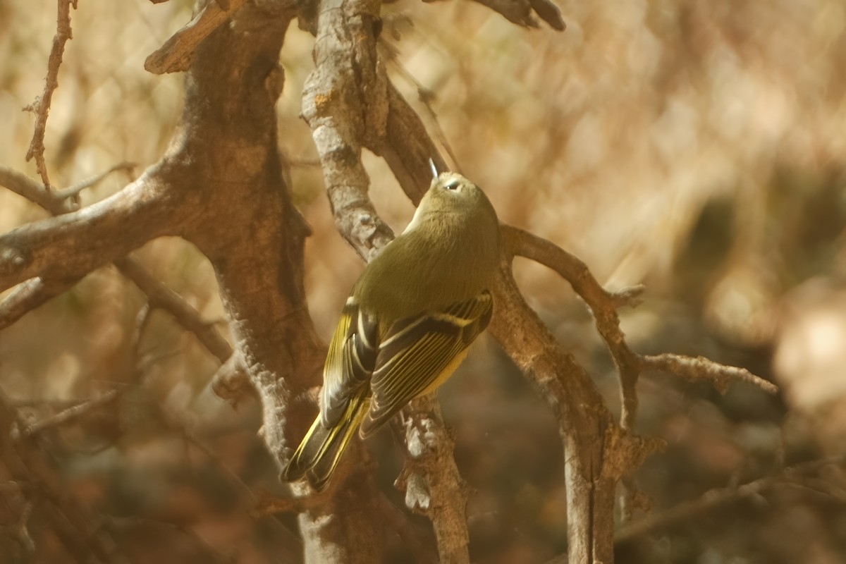 Ruby-crowned Kinglet - ML625906054