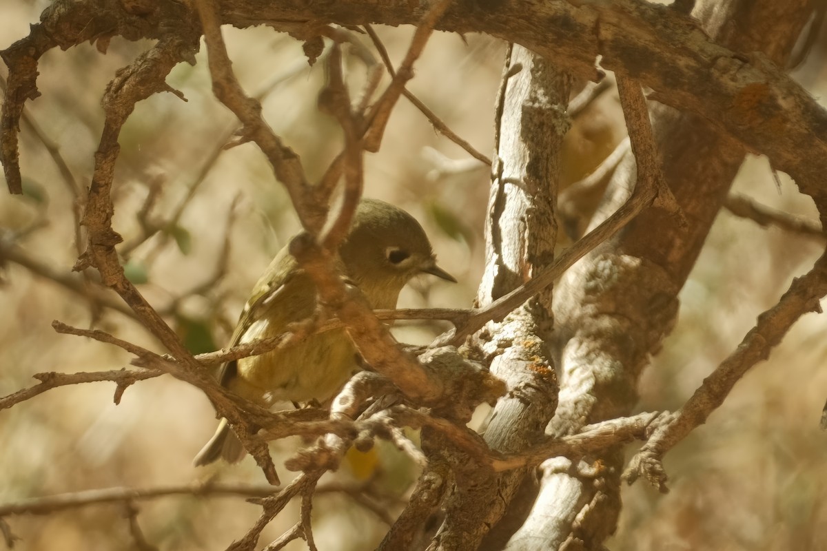 Ruby-crowned Kinglet - ML625906055