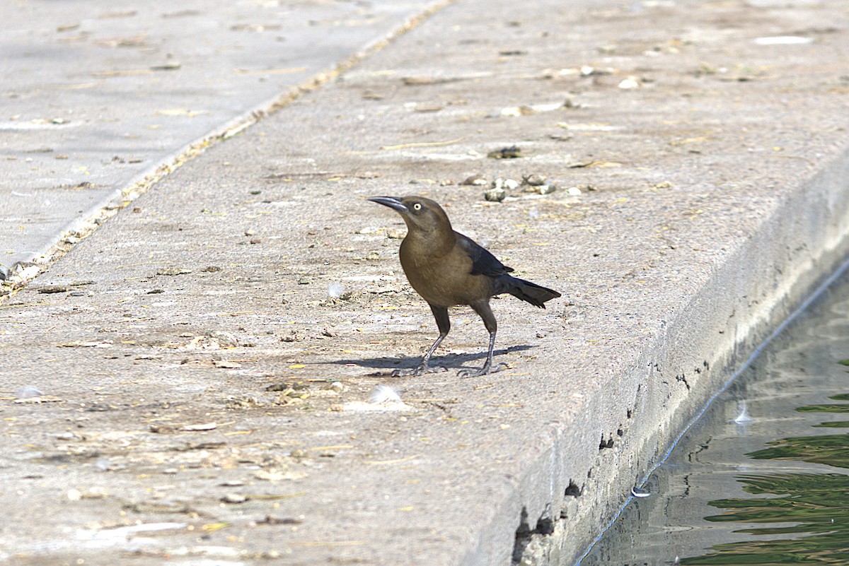 Great-tailed Grackle - ML625906056