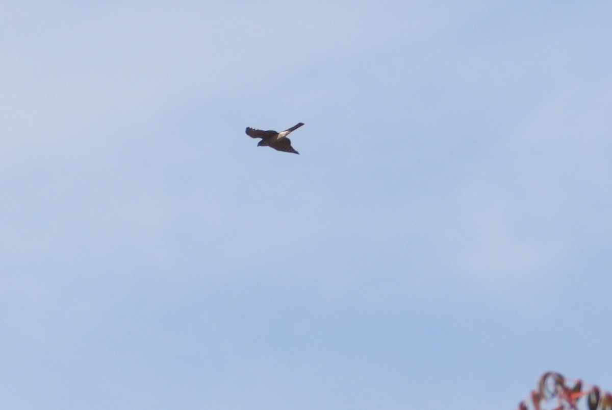 Cooper's Hawk - ML625906057