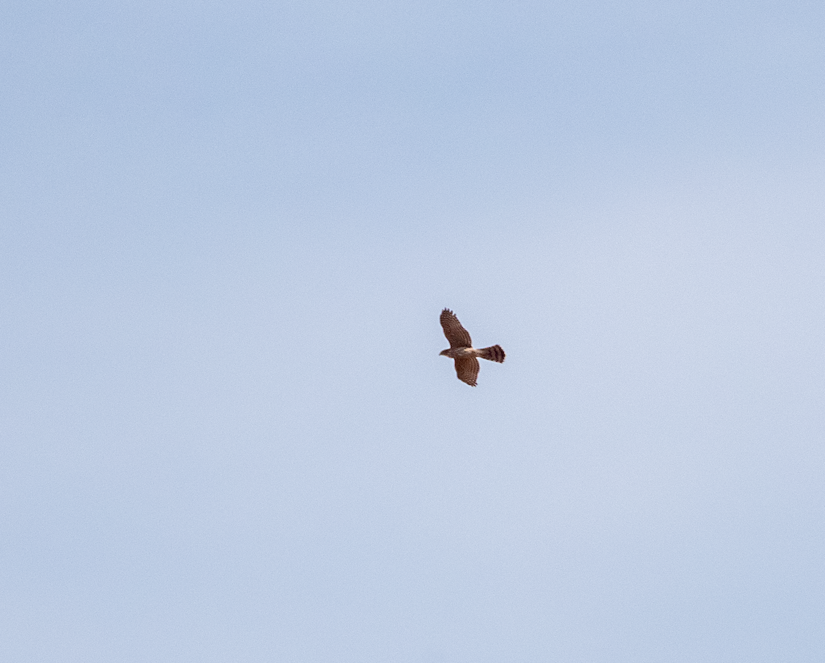 Cooper's Hawk - ML625906058