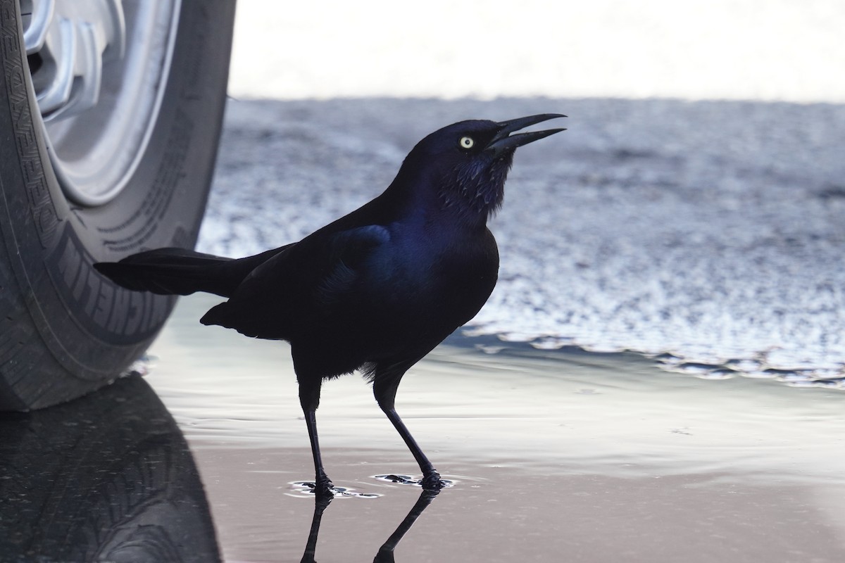 Boat-tailed Grackle - ML625906059