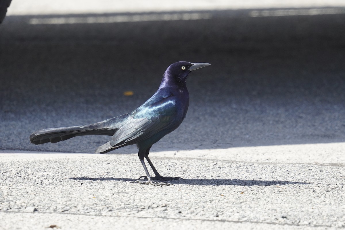 Boat-tailed Grackle - ML625906060