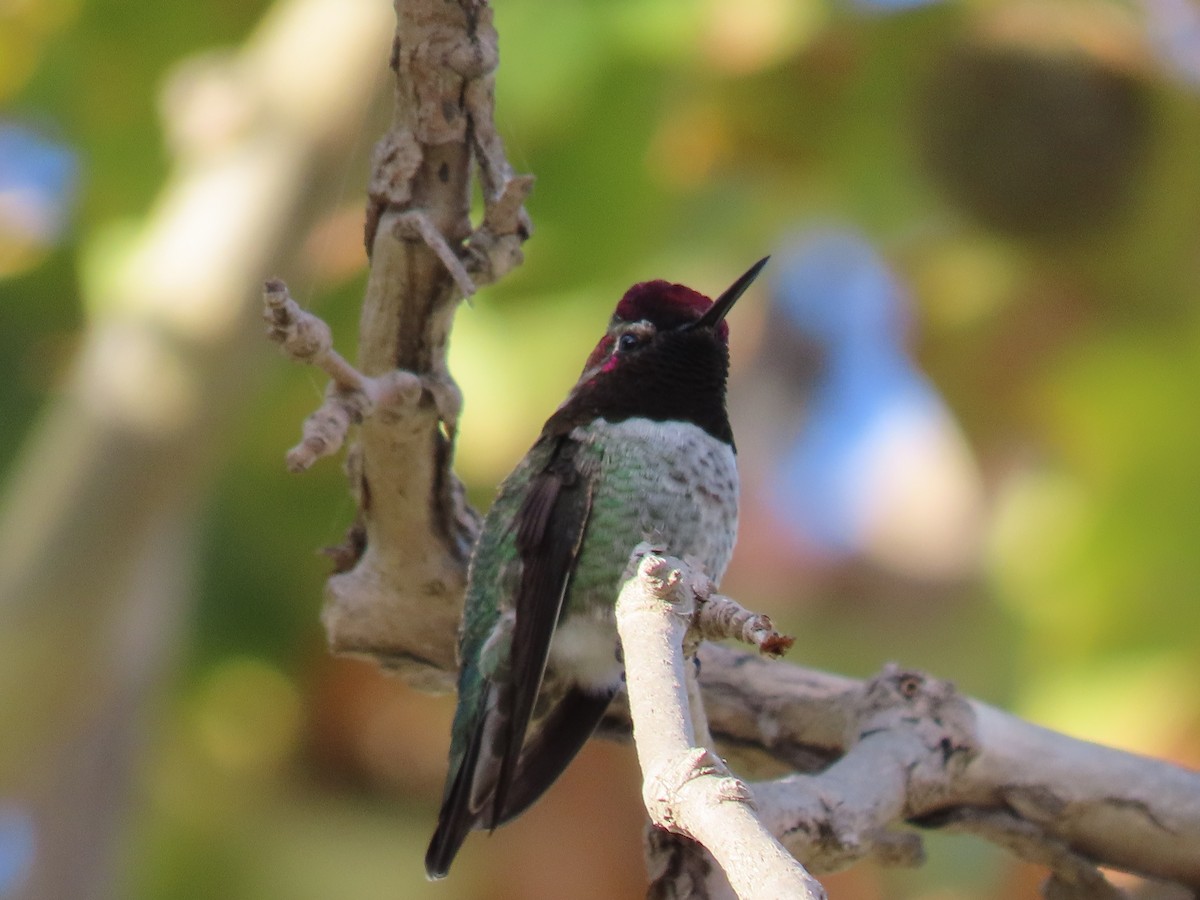 Anna's Hummingbird - ML625906061