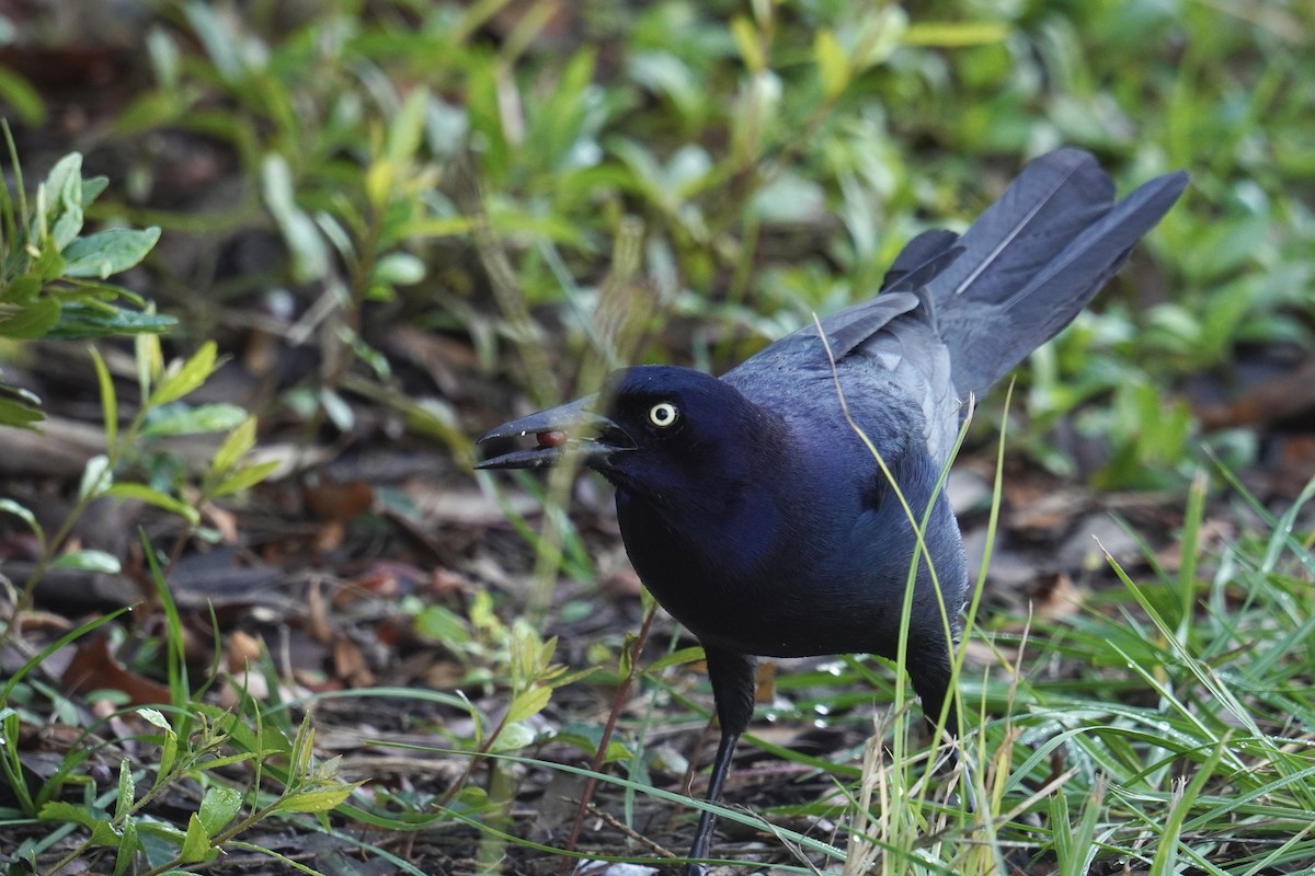 Boat-tailed Grackle - ML625906062