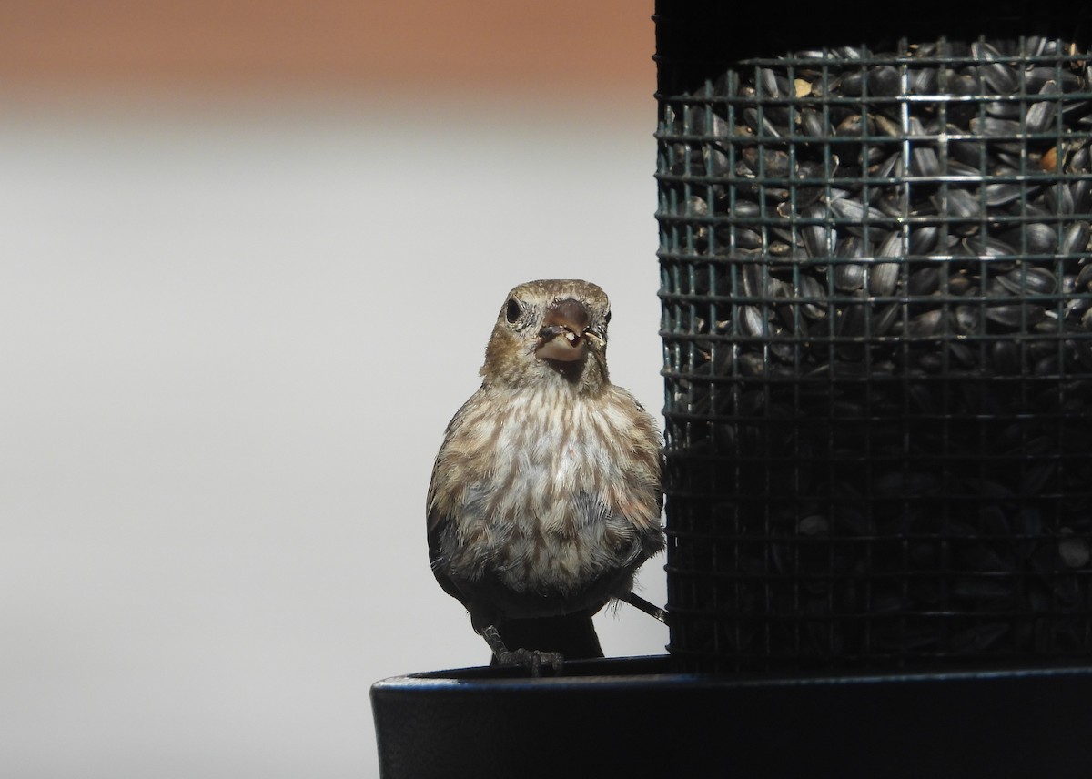 House Finch - ML625906063