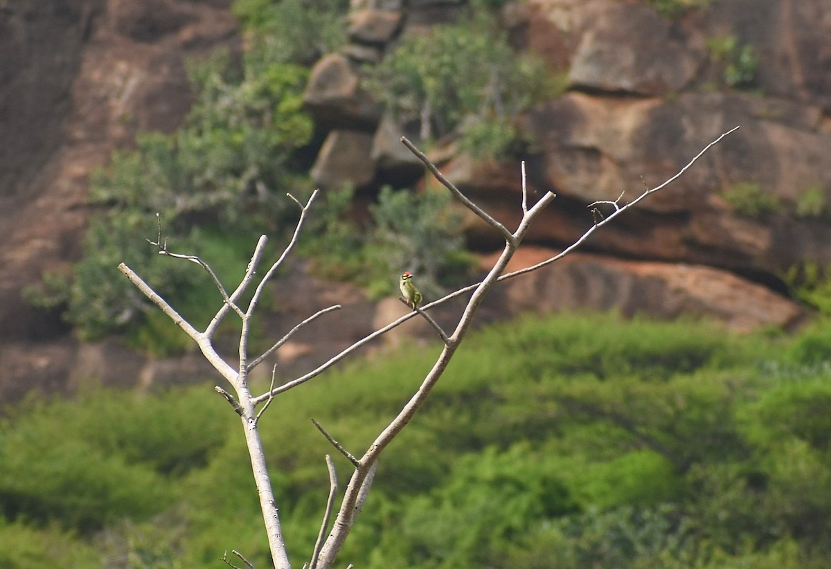 Coppersmith Barbet - ML625906064