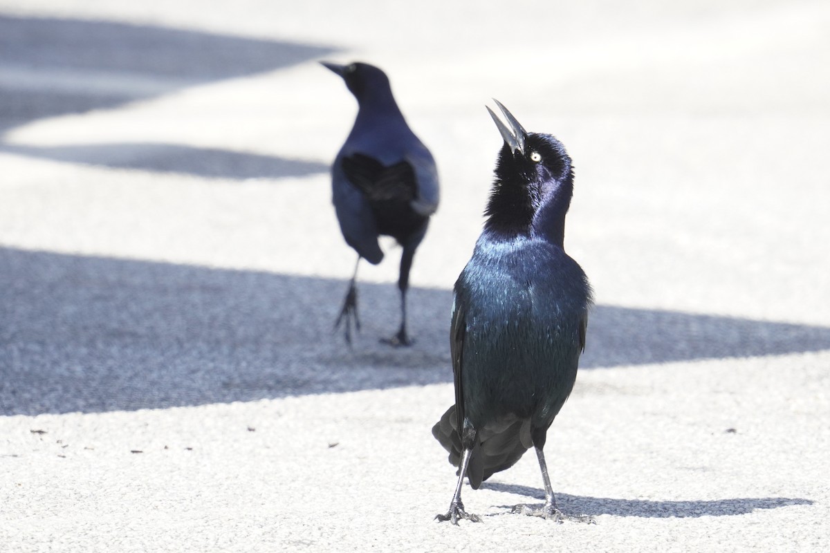 Boat-tailed Grackle - ML625906066