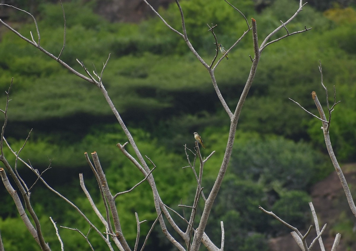 Brown Shrike - ML625906069