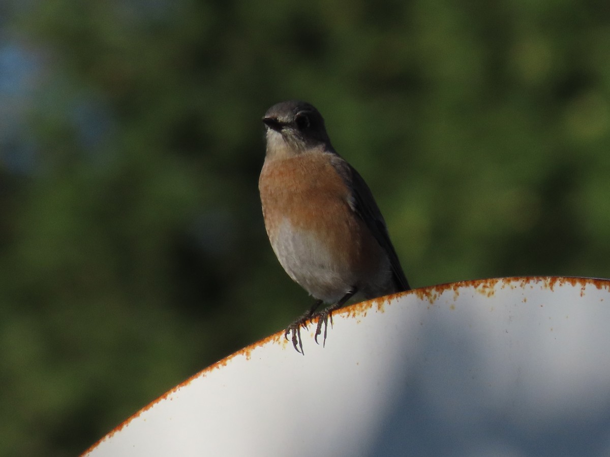 Western Bluebird - ML625906080