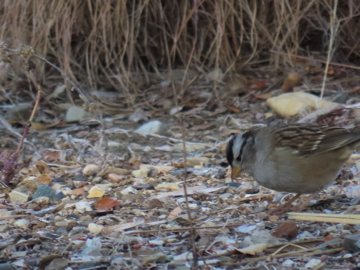White-crowned Sparrow - ML625906087