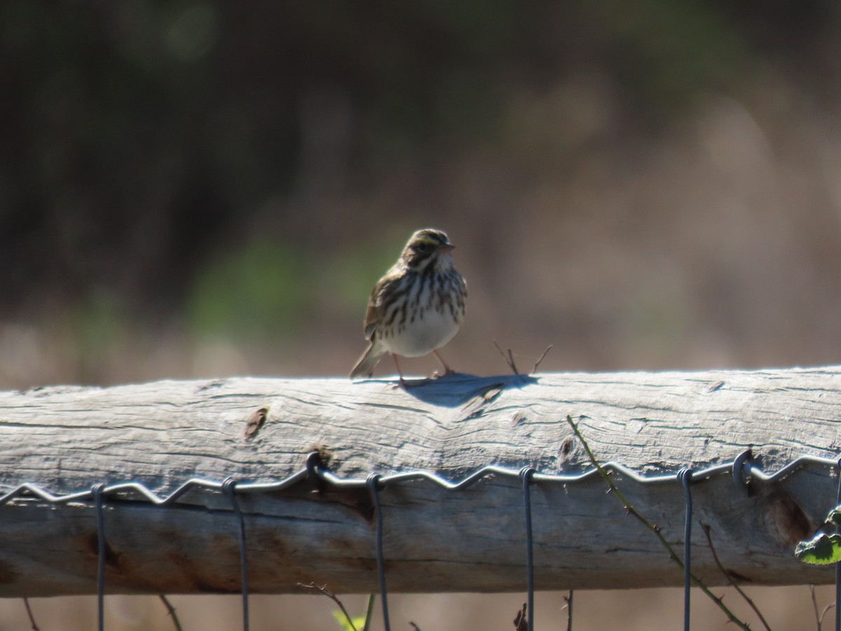 Savannah Sparrow - ML625906099