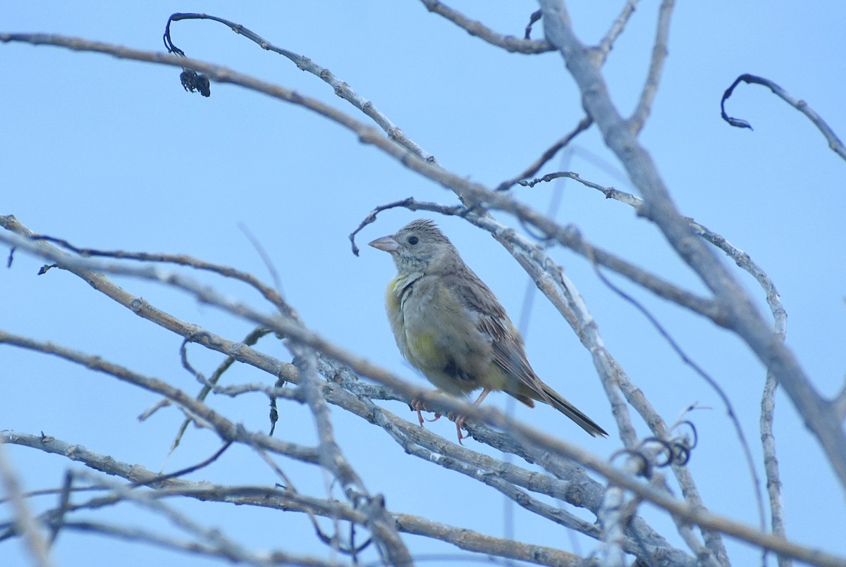 Black-headed Bunting - ML625906158