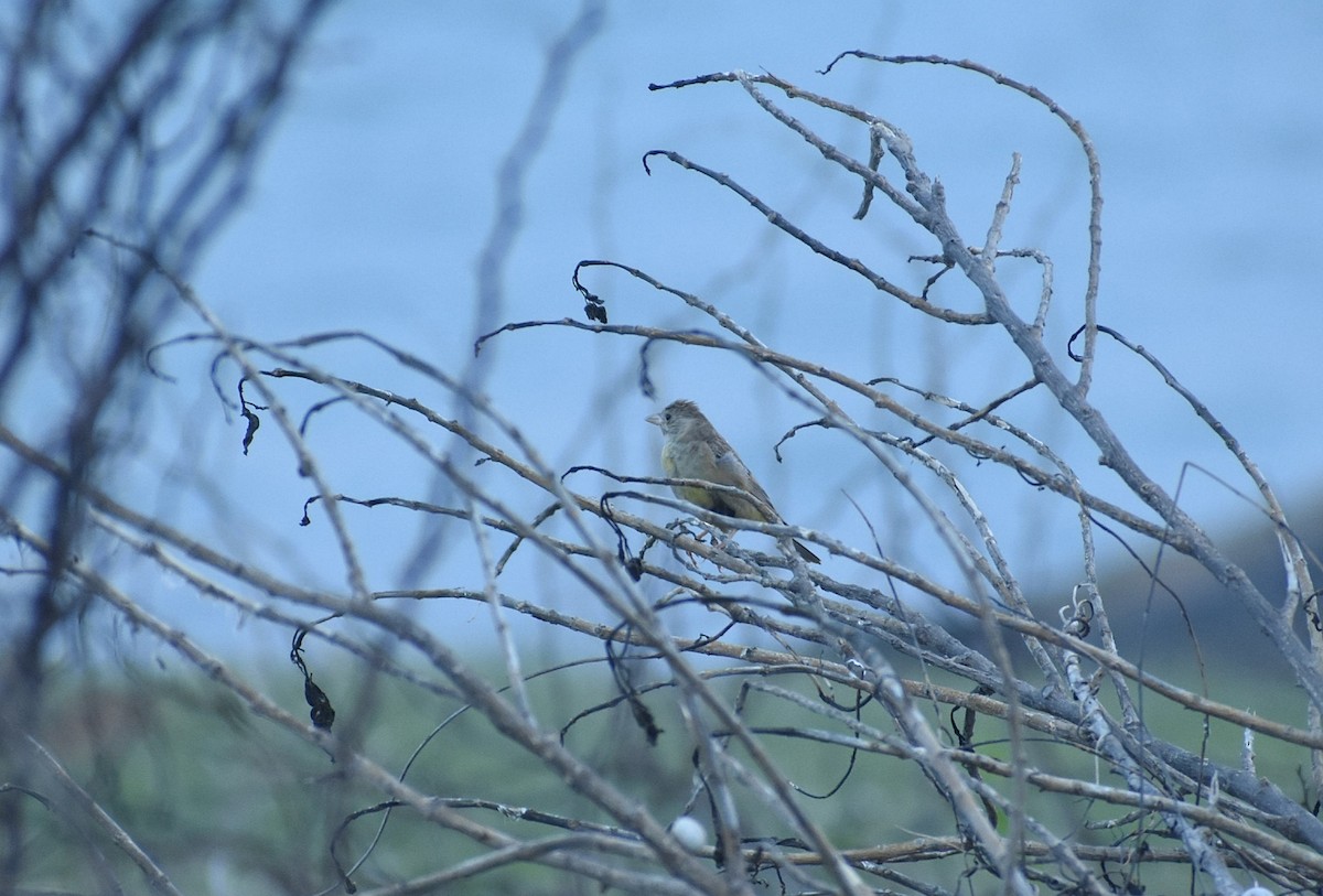 Black-headed Bunting - ML625906159