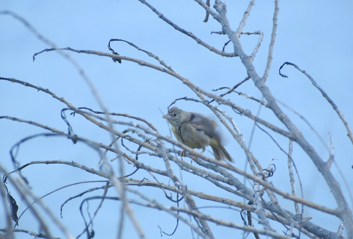 Black-headed Bunting - ML625906160
