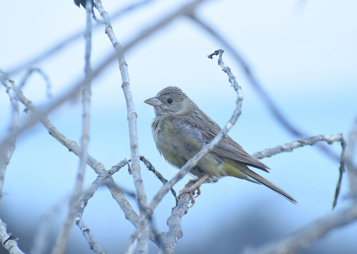 Black-headed Bunting - ML625906164