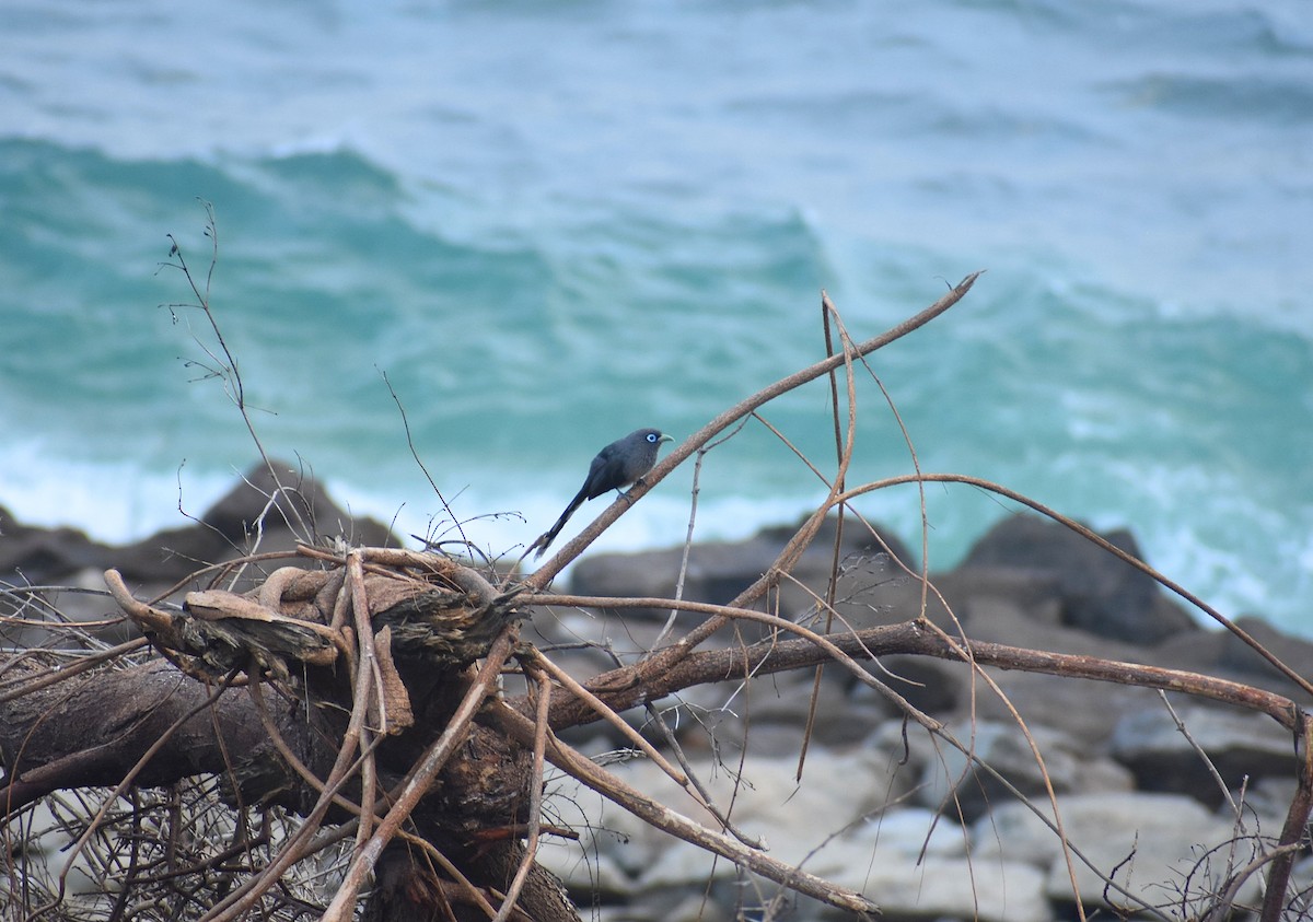 Blue-faced Malkoha - ML625906183