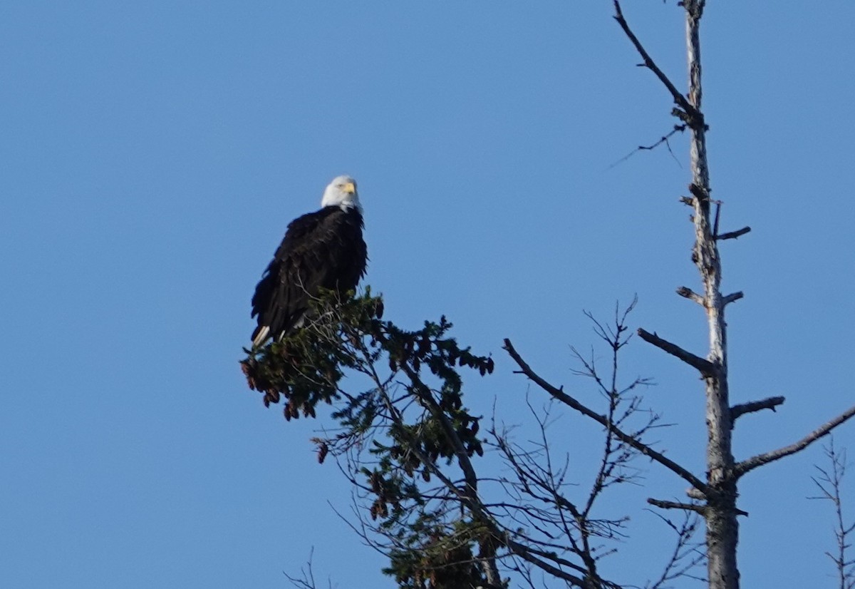 Bald Eagle - ML625906331