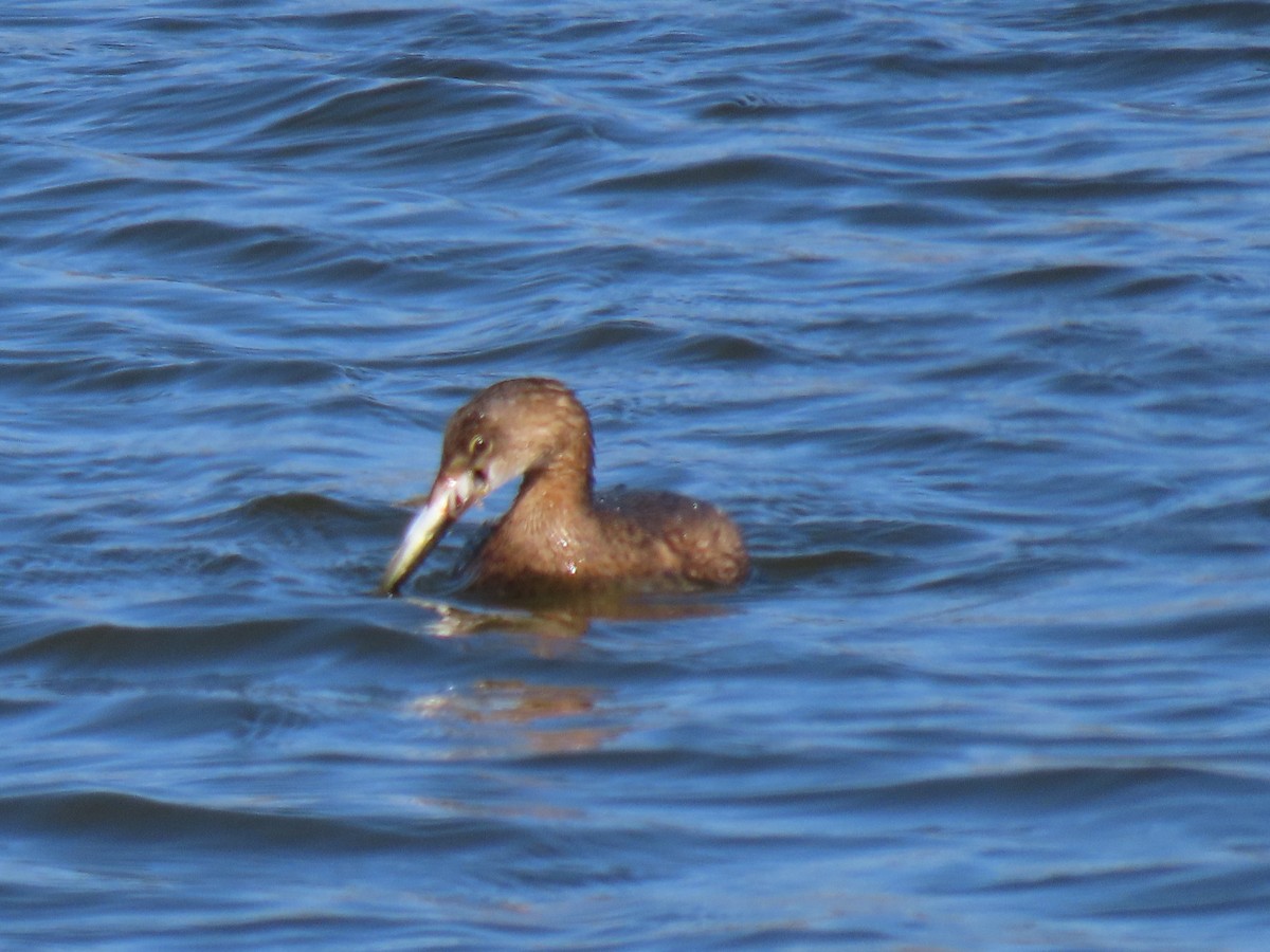 Pied-billed Grebe - ML625906446