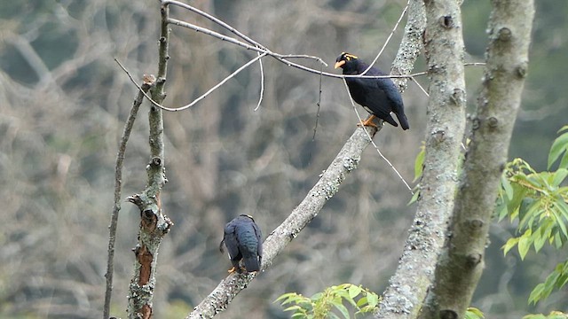 Southern Hill Myna - ML625906481