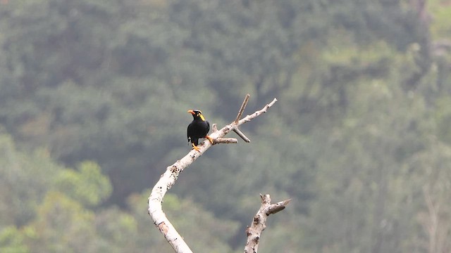 Southern Hill Myna - ML625906486