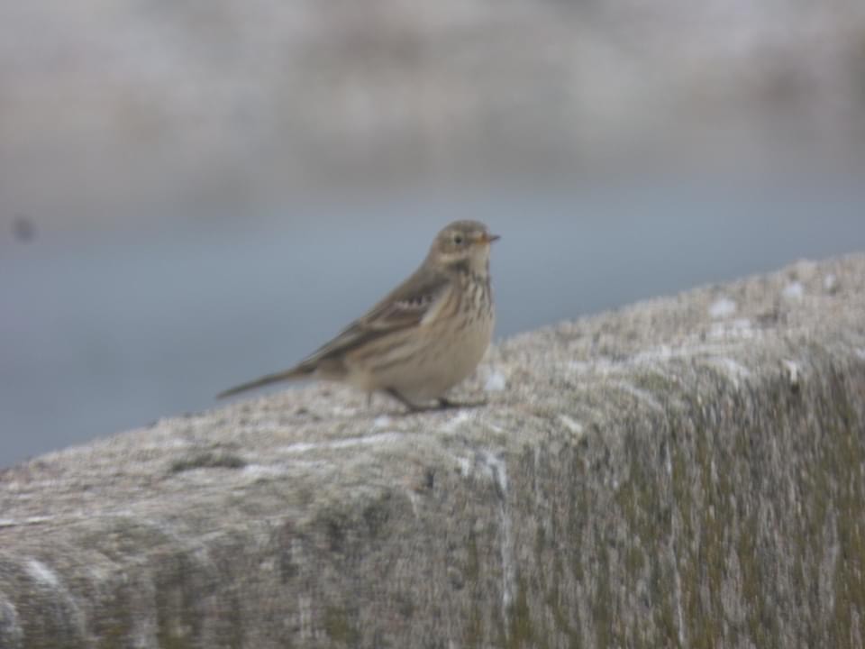 Pipit d'Amérique - ML625906520