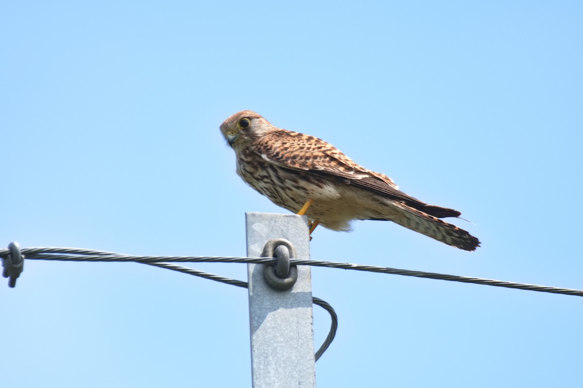 Начин шонхор - ML625906524