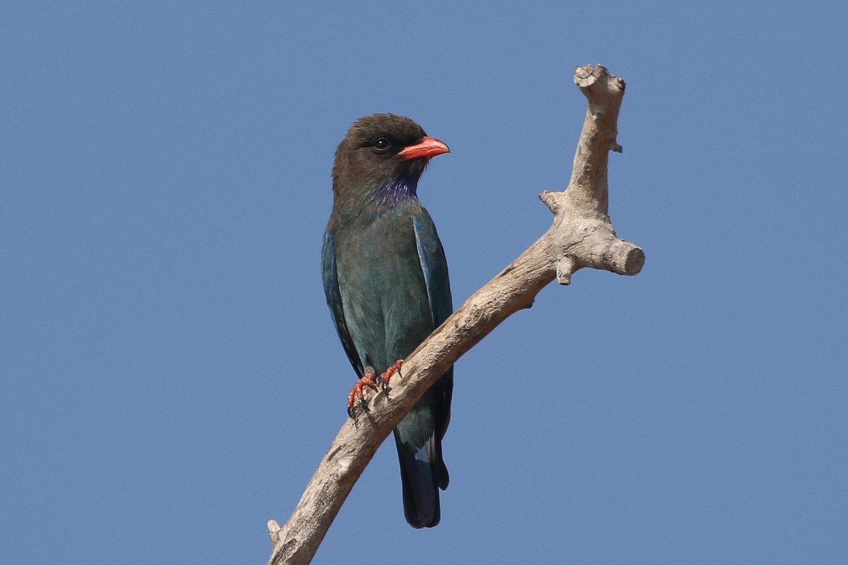 Dollarbird - ML625906544