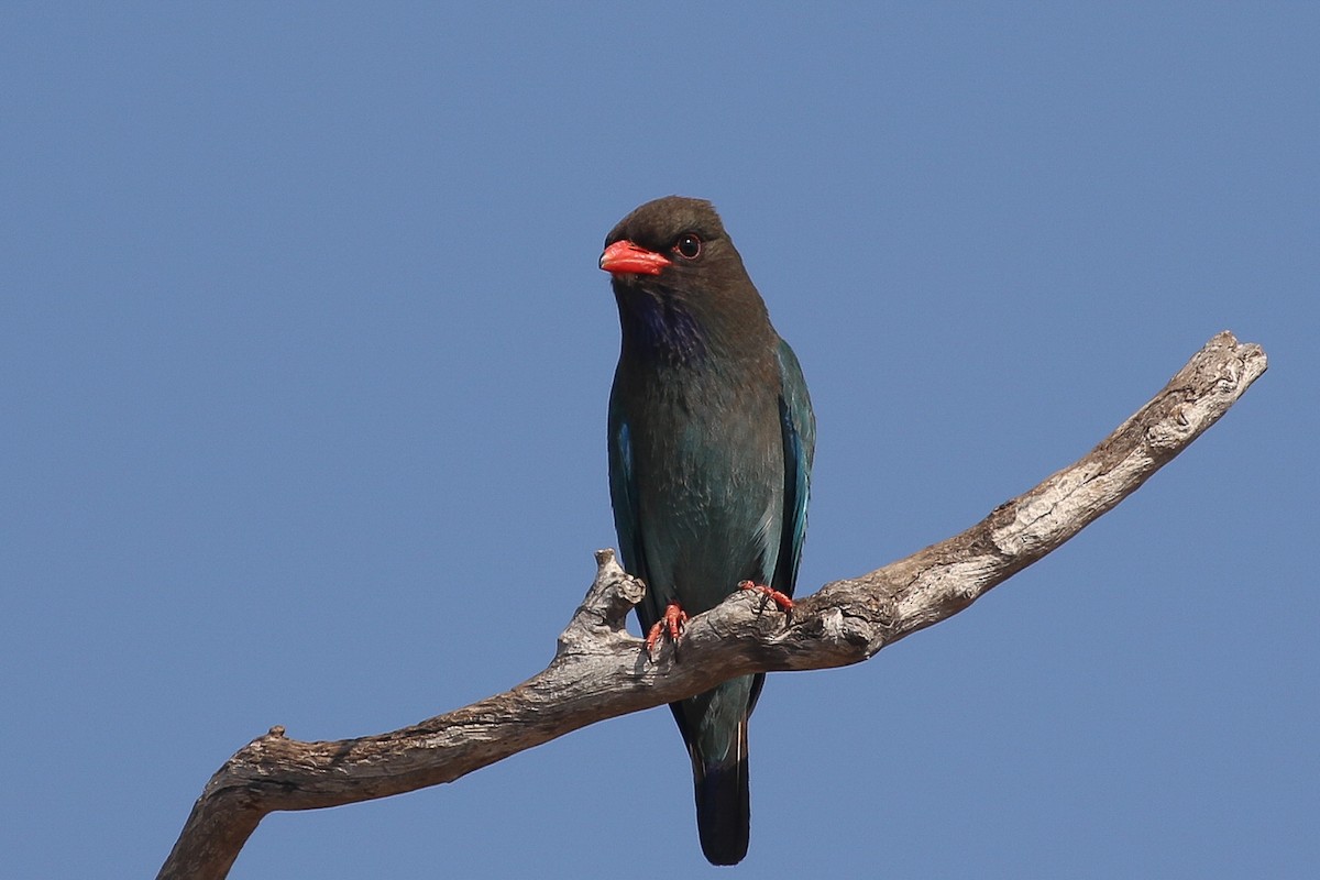 Dollarbird - ML625906545