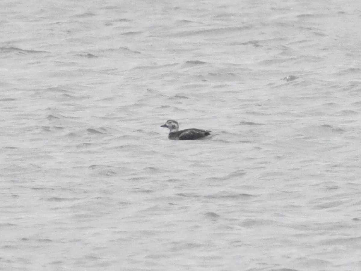 Long-tailed Duck - ML625906638