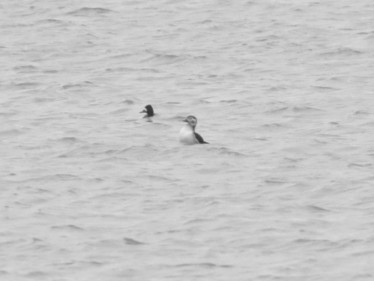 Long-tailed Duck - ML625906644