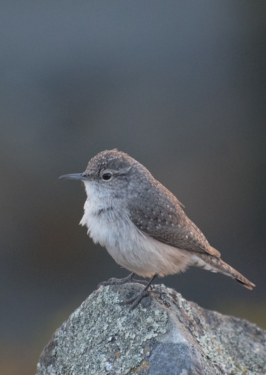 Rock Wren - ML625906768