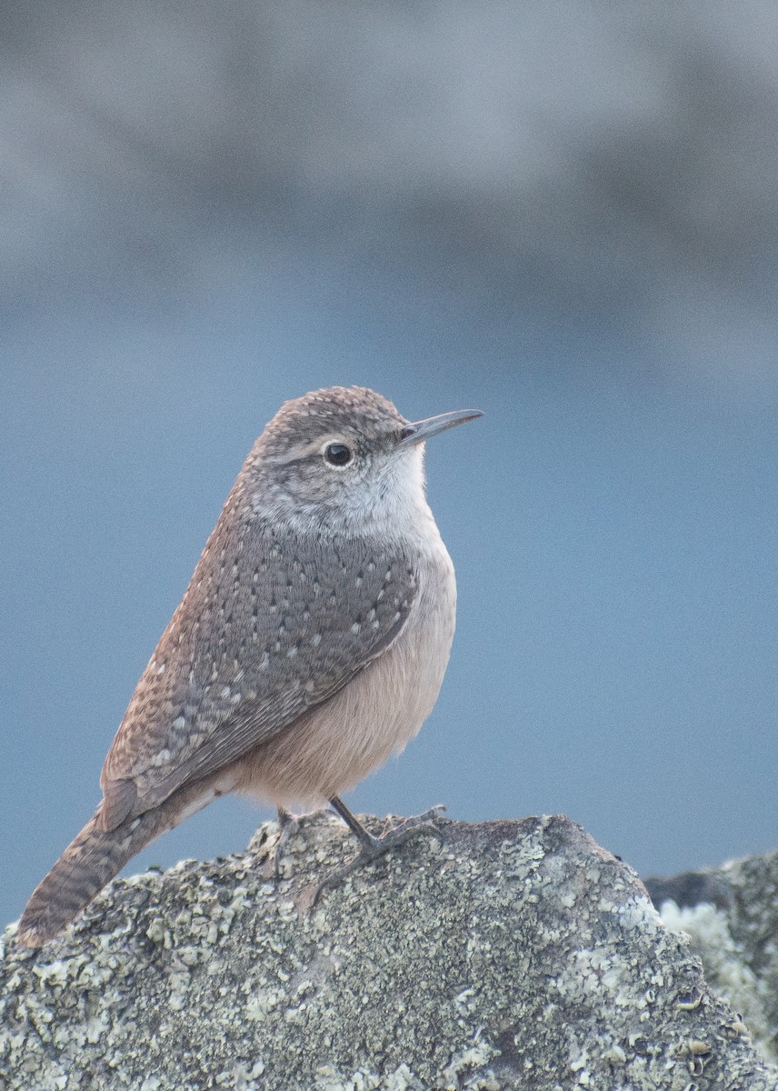 Rock Wren - ML625906769