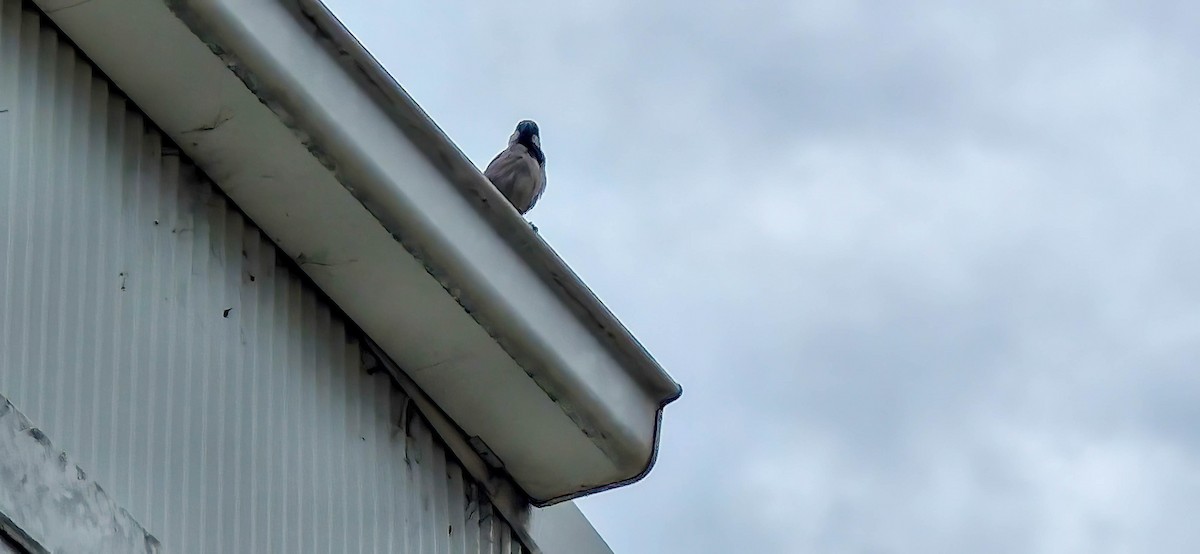 House Sparrow - ML625906920