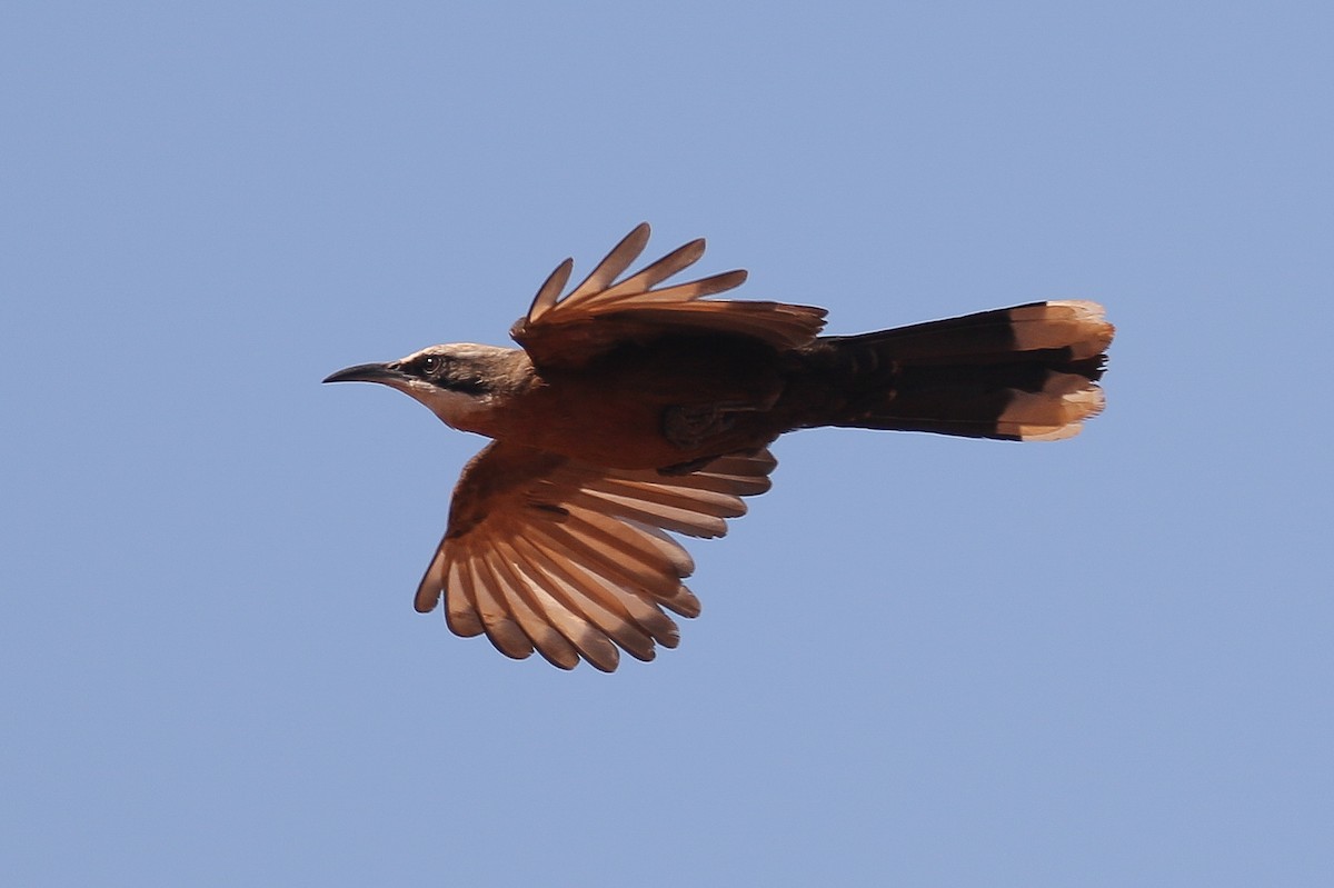 Gray-crowned Babbler - ML625907014