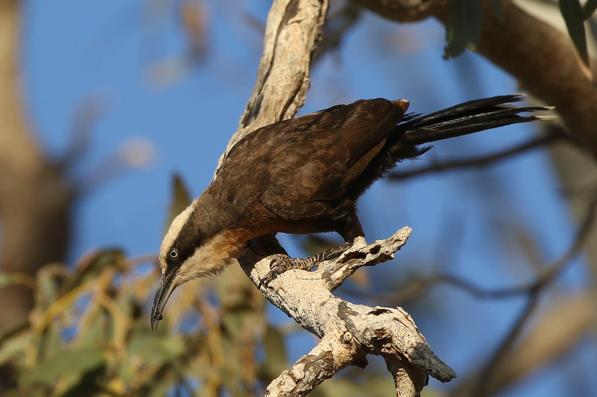 Gray-crowned Babbler - ML625907025