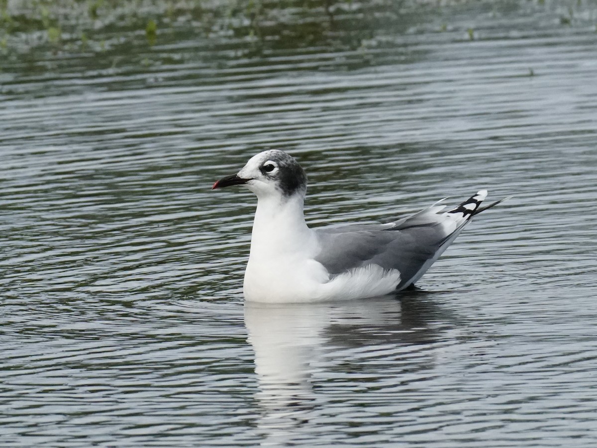 Franklin's Gull - ML625907042